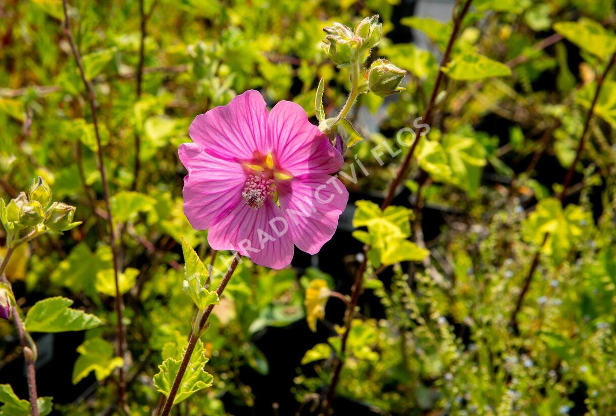 Slézovec 'Bredon Springs' - Lavatera olbia 'Bredon Springs'