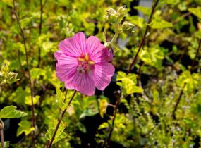 Slézovec 'Bredon Springs' - Lavatera olbia 'Bredon Springs'
