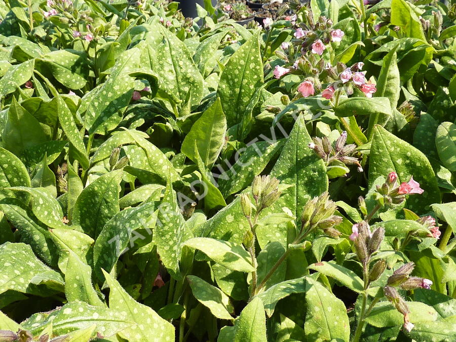 Plicník lékařský 'Dora Bielefeld' - Pulmonaria officinalis 'Dora Bielefeld'