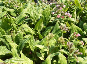 Plicník skvrnitý 'Dora Bielefeld' - Pulmonaria saccharata 'Dora Bielefeld'