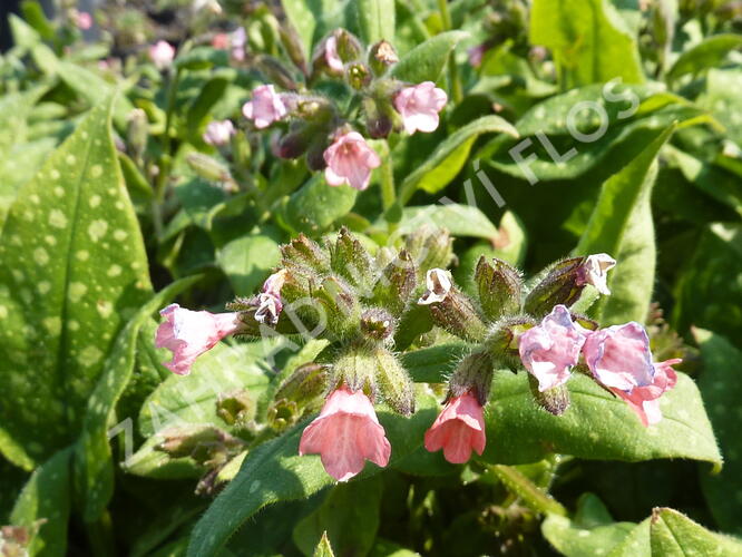 Plicník lékařský 'Dora Bielefeld' - Pulmonaria officinalis 'Dora Bielefeld'