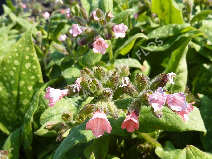 Plicník lékařský 'Dora Bielefeld' - Pulmonaria officinalis 'Dora Bielefeld'