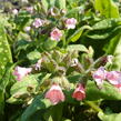 Plicník lékařský 'Dora Bielefeld' - Pulmonaria officinalis 'Dora Bielefeld'