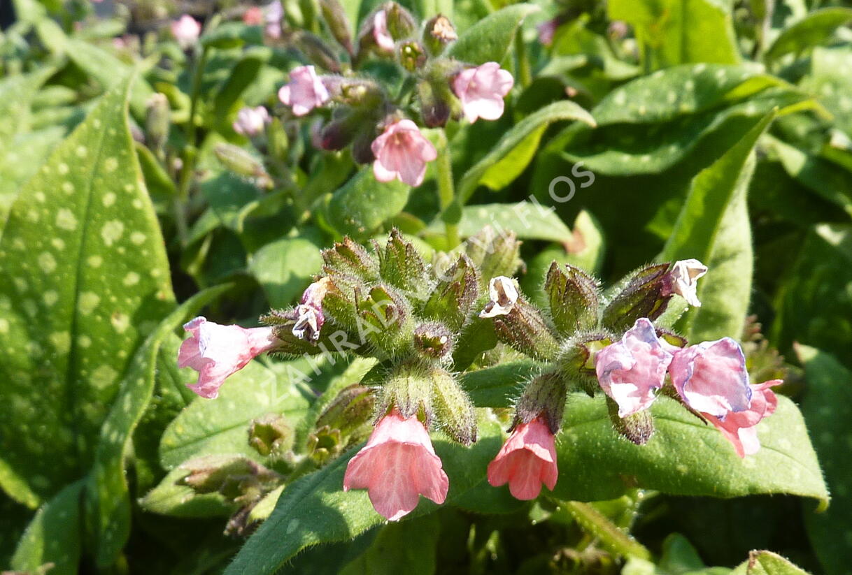 Plicník skvrnitý 'Dora Bielefeld' - Pulmonaria saccharata 'Dora Bielefeld'