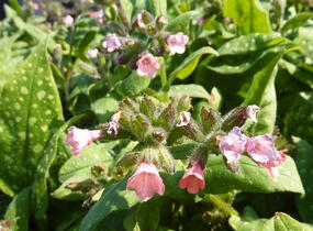 Plicník skvrnitý 'Dora Bielefeld' - Pulmonaria saccharata 'Dora Bielefeld'