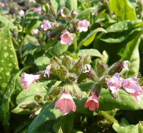 Plicník lékařský 'Dora Bielefeld'