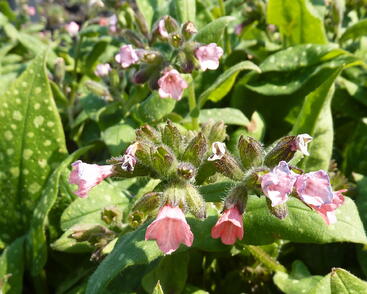 Plicník skvrnitý 'Dora Bielefeld'