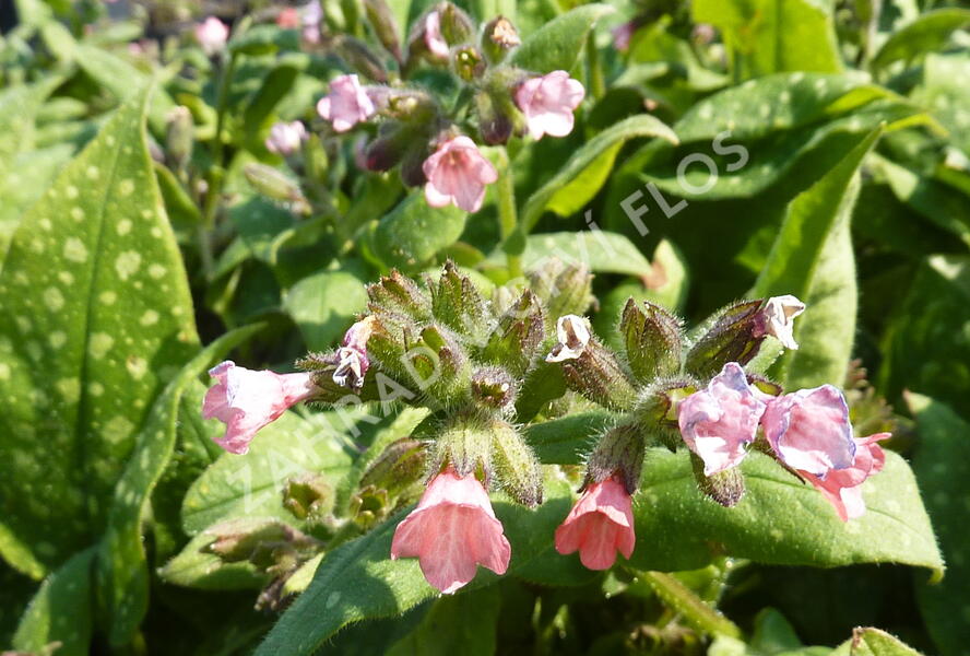 Plicník skvrnitý 'Dora Bielefeld' - Pulmonaria saccharata 'Dora Bielefeld'