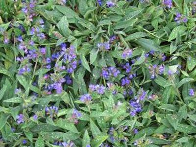 Plicník 'Blauer Hügel' - Pulmonaria longifolia 'Blauer Hügel'