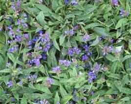 Plicník 'Blauer Hügel'