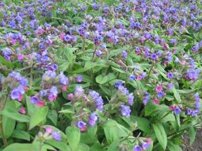 Plicník 'Mawson' - Pulmonaria dacica 'Mawson'