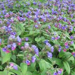 Plicník 'Mawson' - Pulmonaria dacica 'Mawson'