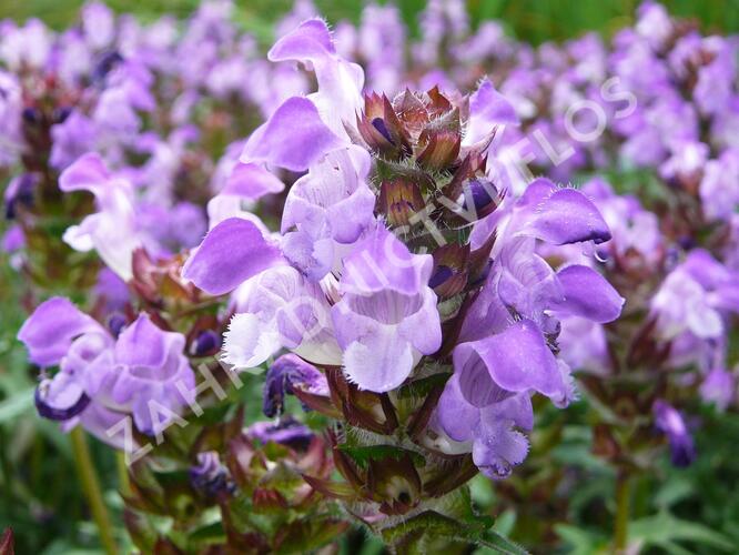 Černohlávek velkokvětý 'Gerhard Rudolf' - Prunella grandiflora 'Gerhard Rudolf'