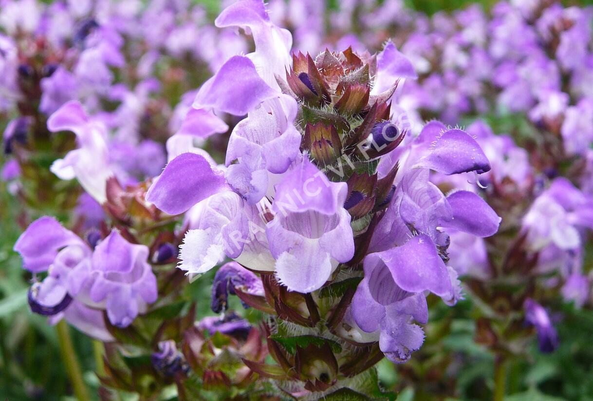 Černohlávek velkokvětý 'Gerhard Rudolf' - Prunella grandiflora 'Gerhard Rudolf'