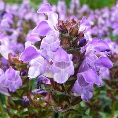 Černohlávek velkokvětý 'Gerhard Rudolf' - Prunella grandiflora 'Gerhard Rudolf'