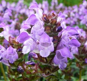 Černohlávek velkokvětý 'Gerhard Rudolf'