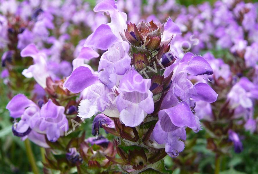 Černohlávek velkokvětý 'Gerhard Rudolf' - Prunella grandiflora 'Gerhard Rudolf'