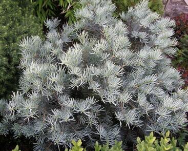 Jedle ojíněná 'Compacta'