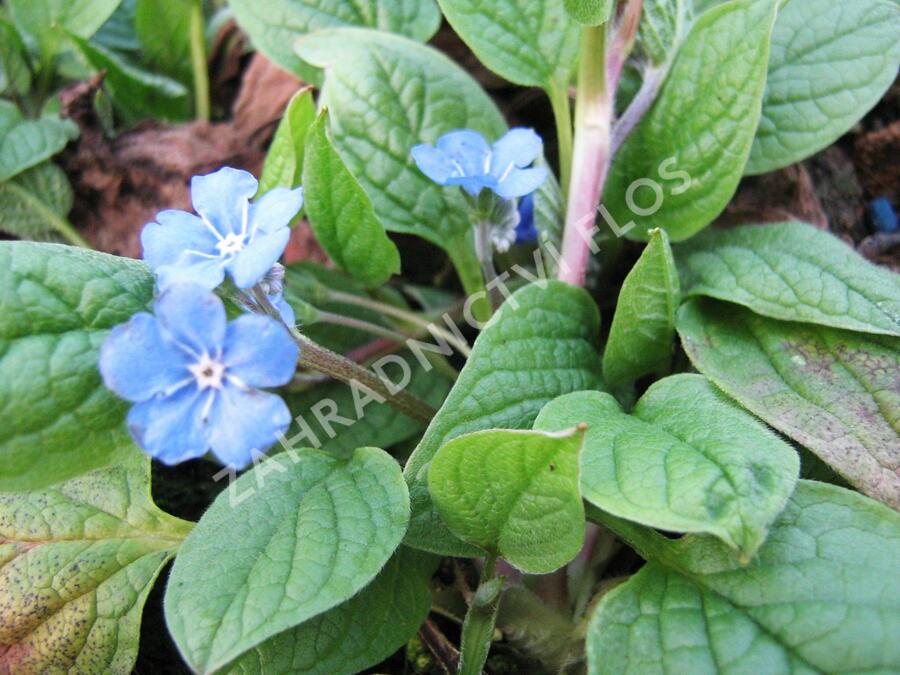 Pupkovec jarní - Omphalodes verna