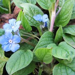 Pupkovec jarní - Omphalodes verna