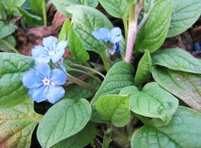 Pupkovec jarní - Omphalodes verna