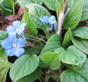 Pupkovec jarní - Omphalodes verna