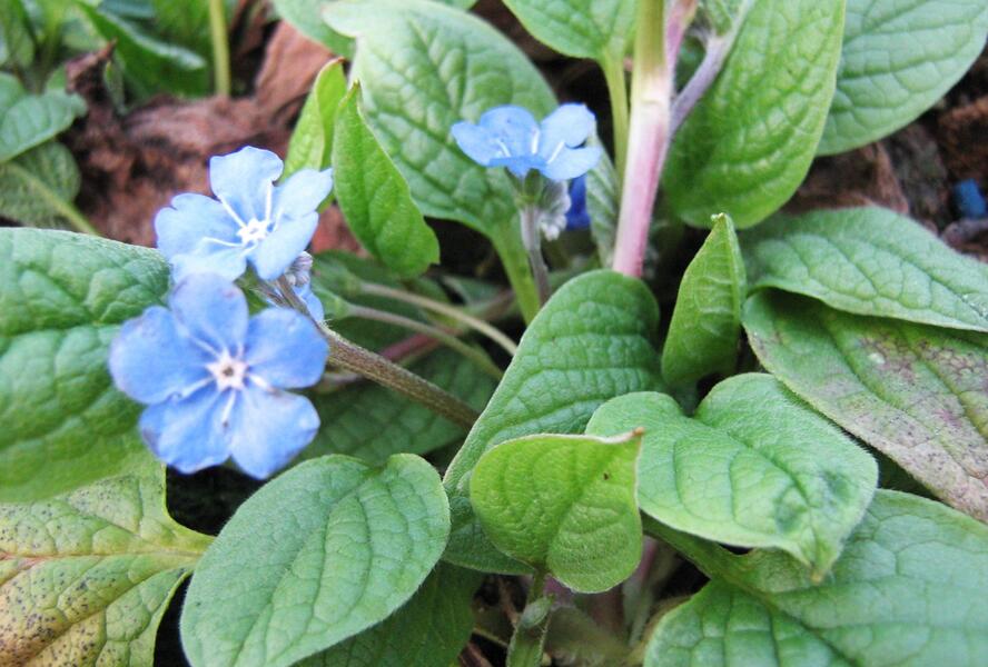 Pupkovec jarní - Omphalodes verna