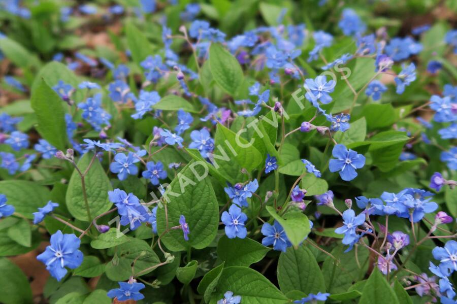 Pupkovec jarní - Omphalodes verna
