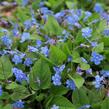 Pupkovec jarní - Omphalodes verna
