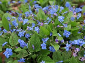 Pupkovec jarní - Omphalodes verna