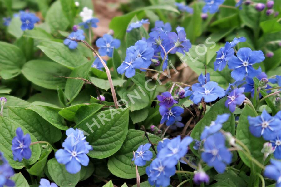 Pupkovec jarní - Omphalodes verna
