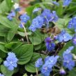 Pupkovec jarní - Omphalodes verna