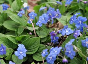 Pupkovec jarní - Omphalodes verna