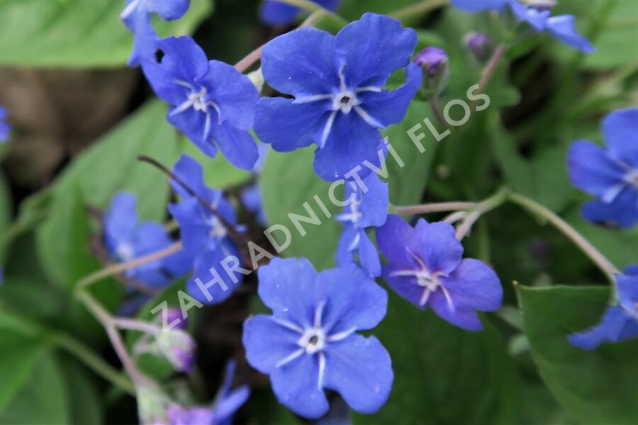 Pupkovec jarní - Omphalodes verna