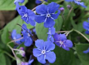 Pupkovec jarní - Omphalodes verna