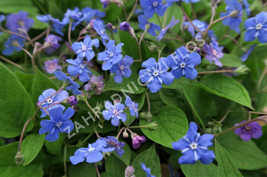 Pupkovec jarní - Omphalodes verna