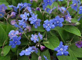 Pupkovec jarní - Omphalodes verna