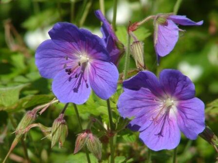 Kakost himalájský 'Gravetye' - Geranium himalayense 'Gravetye'