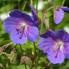 Kakost himalájský 'Gravetye' - Geranium himalayense 'Gravetye'