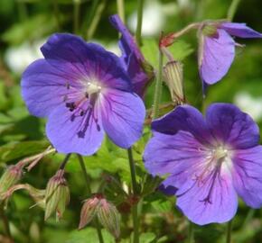 Kakost himalájský 'Gravetye' - Geranium himalayense 'Gravetye'