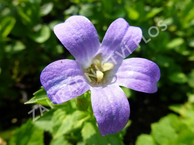 Zvonek širokolistý 'Superba' - Campanula lactiflora 'Superba'