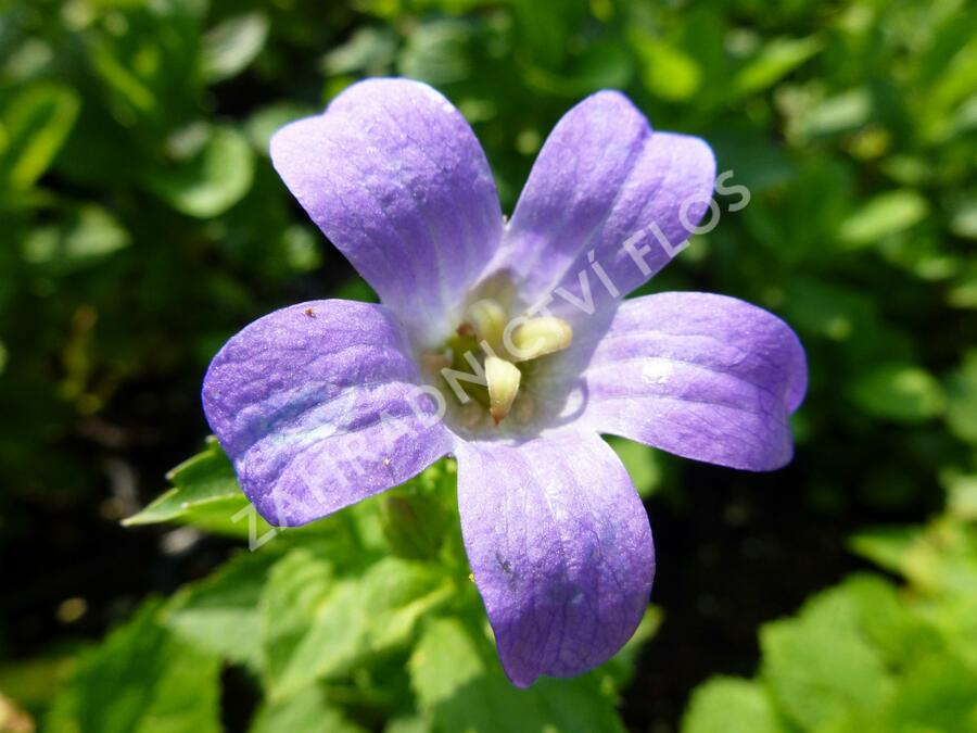 Zvonek širokolistý 'Superba' - Campanula lactiflora 'Superba'