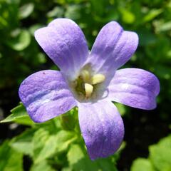 Zvonek širokolistý 'Superba' - Campanula lactiflora 'Superba'