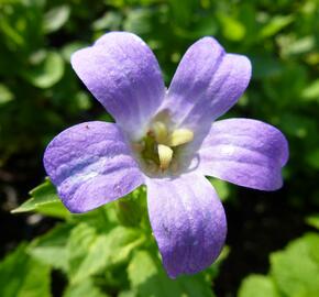 Zvonek širokolistý 'Superba' - Campanula lactiflora 'Superba'