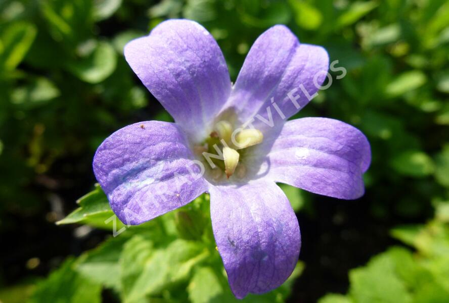 Zvonek širokolistý 'Superba' - Campanula lactiflora 'Superba'