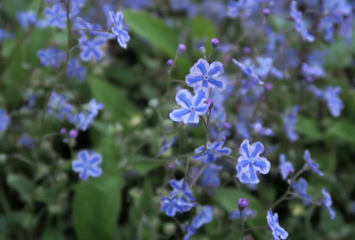 Pupkovec kapadský 'Starry Eyes' - Omphalodes cappadocica 'Starry Eyes'