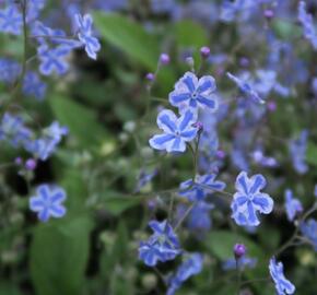 Pupkovec kapadský 'Starry Eyes'