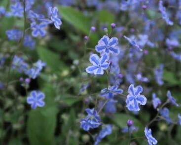 Pupkovec kapadský 'Starry Eyes'