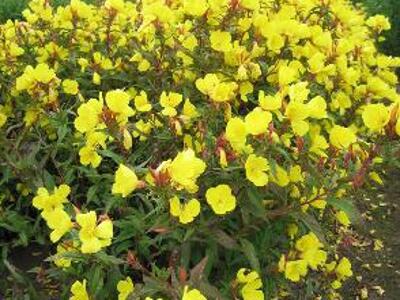 Pupalka čtyřhranná 'Erica Robin' - Oenothera tetragona 'Erica Robin'