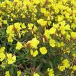 Pupalka čtyřhranná 'Erica Robin' - Oenothera tetragona 'Erica Robin'